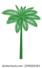 Eine grüne Palme mit Blättern auf weißem Hintergrund. Kokospalmen einzeln