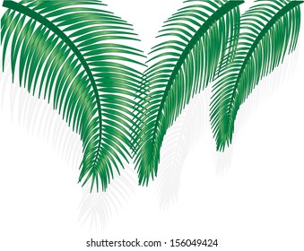 Green palm tree on white background