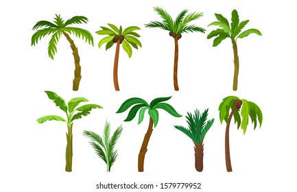 Green Palm Trees Collection, Tropical Forest, Landscape Design Element Vector Illustration