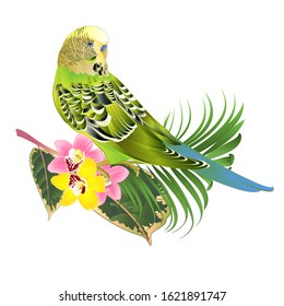 Green parakeet Budgerigar, home pet , pet parakeet  or budgie or shell parakeet with Orchid cymbidium pink and yellow  palm ficus on a white background watercolor vintage vector illustration editable 