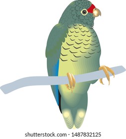 green parrot on the branch vector bird