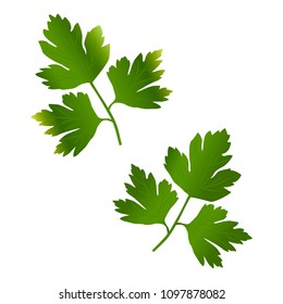 Green parsley branch
