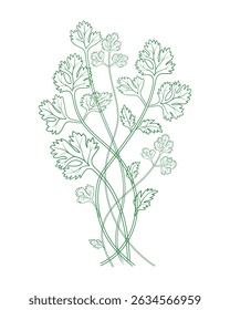 Ilustração de vetor de arte de linha de salsa verde. Projetos de Design Culinário e Botânico