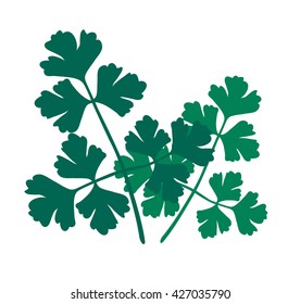 Green parsley leaves isolated on white background and parsley salad fresh healthy herb