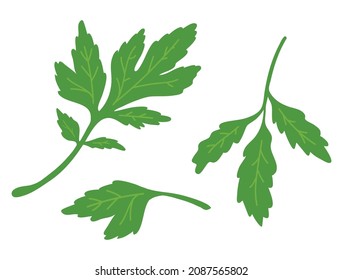 Green parsley leaves on white background. Health vector illustration.