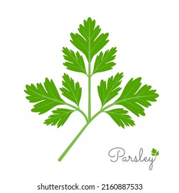 Green parsley leaves. Parsley plant vector illustration.