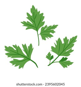 Green parsley leaves set. Cilantro leaves, raw garden parsley twig, chervil or coriander leaf collection. Vector illustration isolated on white background.