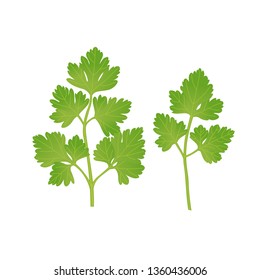 Green parsley leaves. Vector illustration.