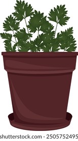 Green parsley. Seasoning for dishes. Parsley grows in a pot for growing. House plant.