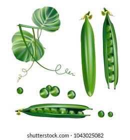 Green pea. 3D vector. Details.