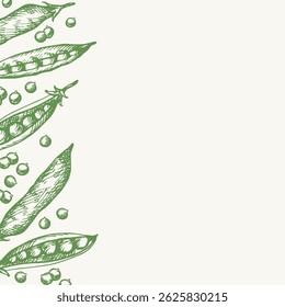 Green Pea card template for text. Hand drawn background with engraving peas plant. Food vector illustration with whole beans, grains.  Harvest, agriculture. Design element for label, print, wrapping