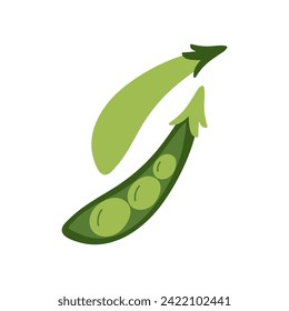 Green pea, fresh ripe vitamin open pod with beans, healthy vegetable vector illustration