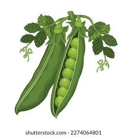 Green Pea Fruit Vegetable Vector Peanut Fresh Fruits Vegetables