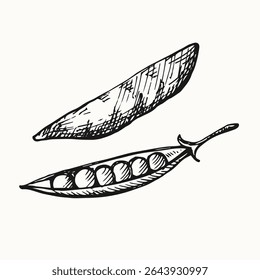 Green Pea hand drawn pea plant vector illustration isolated background. Engraving doodle with whole beans, grains. Healthy food, harvest, agriculture. Design element for label, print, template, card