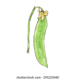Green pea. Hand-drawn fresh vegetable. Real watercolor drawing. Vector illustration. Traced painting