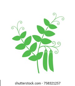 Green pea. Isolated pea on white background