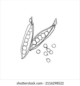 green pea linear vector hand drawing illustration, pea, bob, bean vector colour doodle sketch