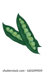 Green pea painting and white background