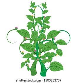 Green Pea Plant - Cartoon Vector Image