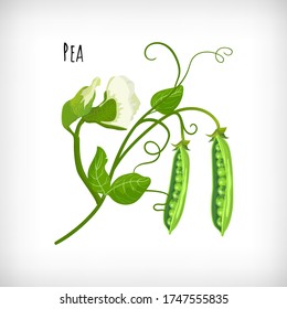 Green pea plant, pea flowers, pea open pods, green leaves in flat style on white background. Vegetable organic eco bio farm products. Lettering Pea. Hand drawn image. Vector illustration.