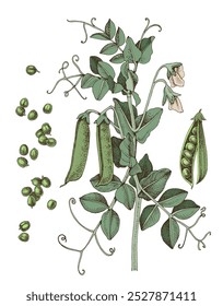 Green pea plant with flowers and ripe pods