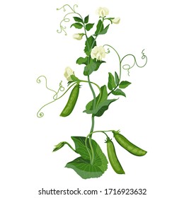 Pois verts, pois de pois, pois verts fleuris. Isolé sur fond blanc. Image vectorielle