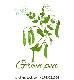 Pois verts, pois de pois, pois verts fleuris. Isolé sur fond blanc. Illustration vectorielle.Pour l'emballage de décoration, logo, icône, textile.