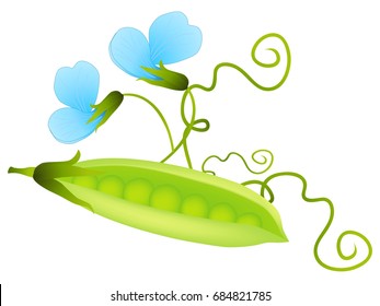 Green pea pod and flower isolated on white background.