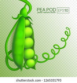 Green pea pod isolated on transparent background. Fresh Pea Pod in a realistic style. This pea can be placed on any background. Vector illustration