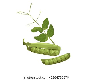 
Green pea pod with leaves. Vector illustration isolated on white background