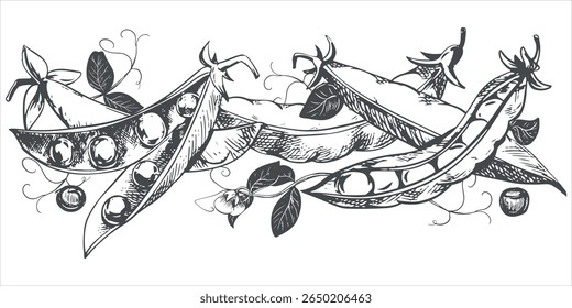 Green pea pods with leaves, flowers, seeds and tendrils lie on the table. Vector sketch in engraving technique. Useful legume crop. Peas are hand-drawn with ink on a white background.