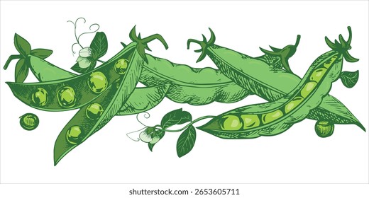 Vagem de ervilha verde com folhas, flores, sementes e gavinhas deitam sobre a mesa. Esboço vetorial na técnica de gravação a cores. Cultivo de leguminosas útil. As ervilhas são desenhadas à mão com tinta.