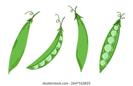 Vagem de ervilha verde. Inteiro e aberto, com ervilhas visíveis. Design desenhado à mão simples para temas de alimentos saudáveis, agricultura ou produtos orgânicos. Ilustração vetorial