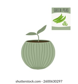 Green pea. Seeds and sprout . Vector image. Isolate on a white background. Element for packaging design.