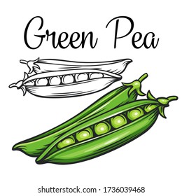 Green pea vector drawing icon. Vegetable in retro style, outline illustration of farm product for design advertising products shop or market.