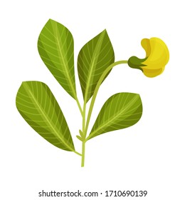 Green Peanut Plant with Blossoming Bud Vector Illustration