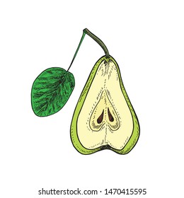 Green pear with leaf cut half, hand drawn color, vector sketch illustration, element for design