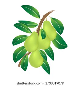 Green pear on a branch with leaves close-up. Vector illustration on a white background. Design element.