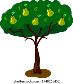 Peras verdes en el árbol , ilustración, vector sobre fondo blanco