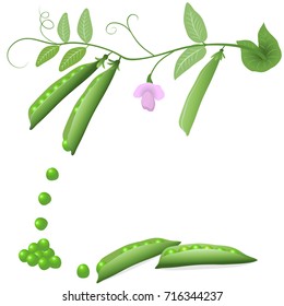 Green peas, flower and leaves. Vector illustration.