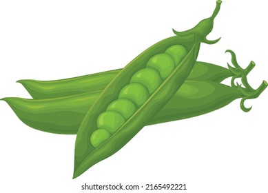 Green peas. Fresh vegetable. Peas from the garden. A ripe pod of green peas. Vector illustration isolated on a white background