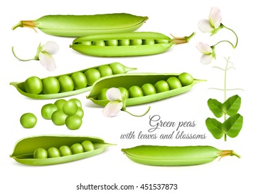 Green peas. Fully editable handmade mesh. Vector illustration.