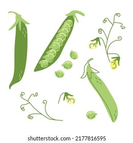 Green peas from the garden in a hand-drawn style. Legumes for health. Vector illustration on a white background