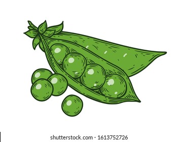 Green Peas. Hand drawn colorful pea illustration. Organic fresh farm food engraving peas isolated on white background. Hand drawn peas in sketch etch style