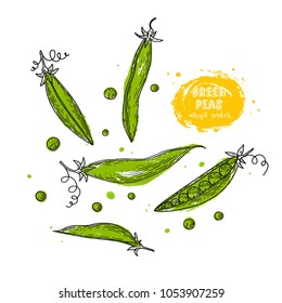 Green peas hand drawn illustration in the style of engraving. Detailed vegetarian food drawing. Farm market product. Grunge illustration for create the menu, recipes, decorating kitchen items