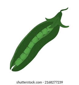 Green Peas hand drawn Organic Farm food isolated on white background vector illustration.