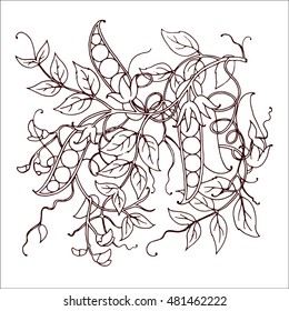 Green peas. Hand drawn pattern.