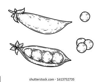 Green Peas. Hand drawn pea illustration. Organic fresh farm food engraving peas isolated on white background. Hand drawn peas in sketch etch style