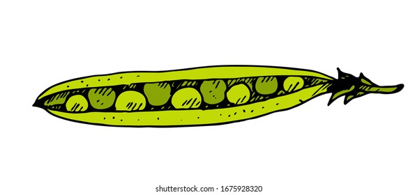 Green peas hand drawn vector sketch isolated on white background