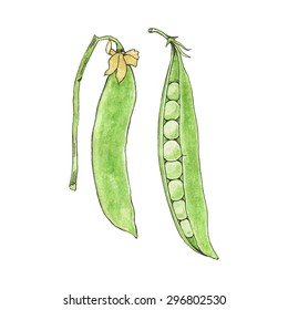 Green peas. Hand-drawn fresh vegetables. Real watercolor drawing. Vector illustration. Traced painting
